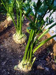 喬布斯傳翻譯筆記：?jiǎn)滩妓沟母赣H飲食哲學(xué)