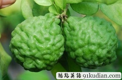 你聞所未聞見所未見的8大水果