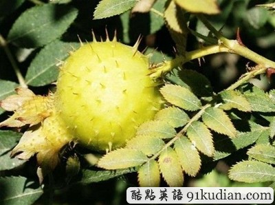 你聞所未聞見所未見的8大水果