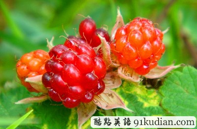 你聞所未聞見所未見的8大水果