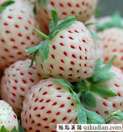 你聞所未聞見所未見的8大水果