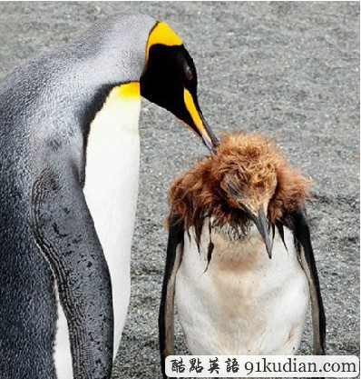 企鵝媽媽訓孩子:死小子該去理個發(fā)了!