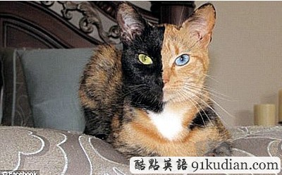 神奇雙面貓走紅網(wǎng)絡:陰陽臉異色雙眼