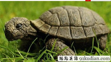 以假亂真:英母女愛心救助烏龜 竟是中國(guó)制造陶瓷品