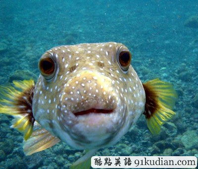 你知道世上最毒的十大動物都是什么嗎?