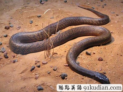 你知道世上最毒的十大動物都是什么嗎?