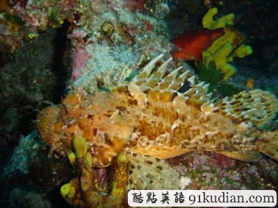 你知道世上最毒的十大動(dòng)物都是什么嗎?