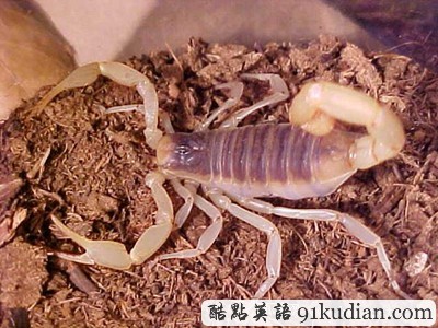 你知道世上最毒的十大動(dòng)物都是什么嗎?