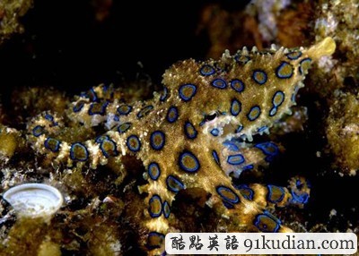 你知道世上最毒的十大動(dòng)物都是什么嗎?