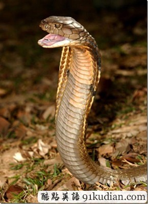 你知道世上最毒的十大動物都是什么嗎?