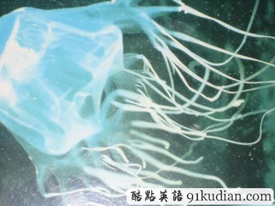 你知道世上最毒的十大動物都是什么嗎?