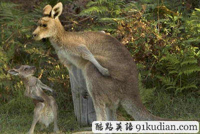揍你哦!袋鼠媽媽教訓淘氣幼崽!
