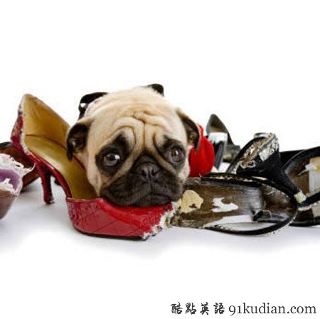 你的可愛寵物也曾這樣調(diào)皮搗蛋嗎?