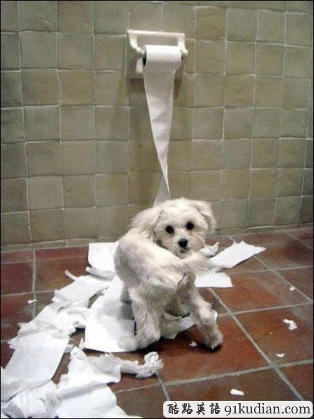 你的可愛寵物也曾這樣調(diào)皮搗蛋嗎?