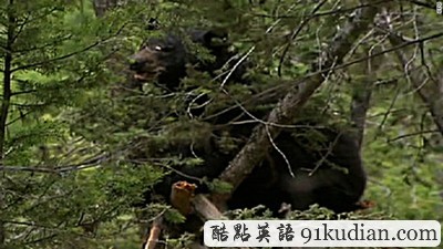 吃掉處死后殺人犯 黑熊或被處死