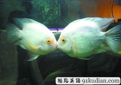 熱戀親吻魚拒絕兩地分居