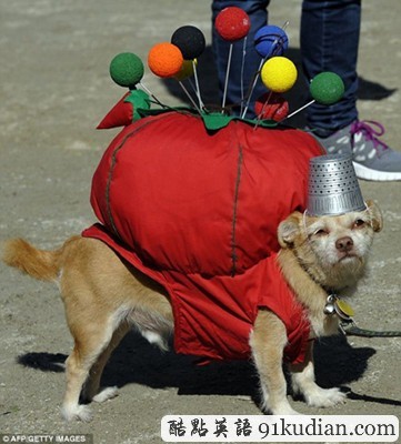萬圣節(jié)狗狗巡游:奇裝異服狗狗大派對