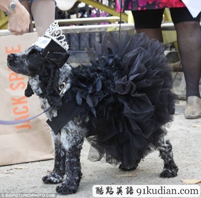 萬圣節(jié)狗狗巡游:奇裝異服狗狗大派對