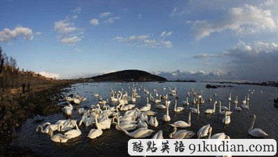 環(huán)球之旅:山東榮成變身天鵝湖
