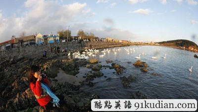 環(huán)球之旅:山東榮成變身天鵝湖