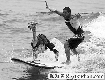 環(huán)球之旅:羊駝秘魯海岸挑戰(zhàn)極限玩沖浪