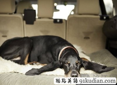 世界上耳朵最長(zhǎng)的狗:會(huì)被自己的耳朵絆倒(圖)