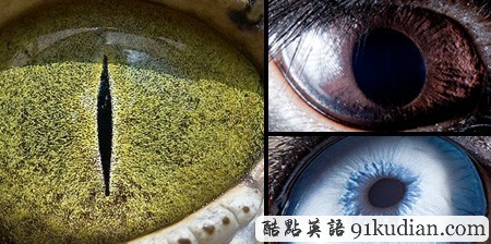 大千世界:邀你共賞動物雙眸的特寫照片