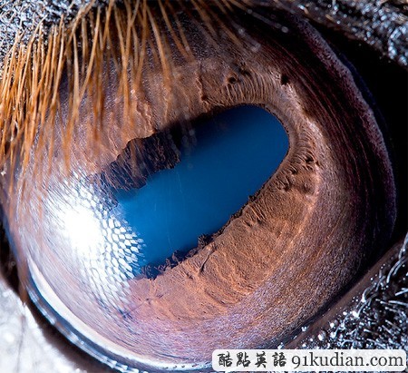 大千世界:邀你共賞動物雙眸的特寫照片