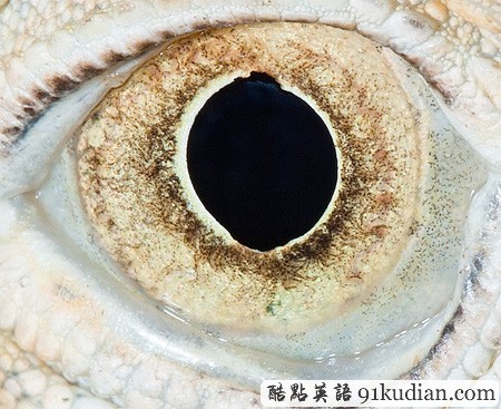 大千世界:邀你共賞動物雙眸的特寫照片