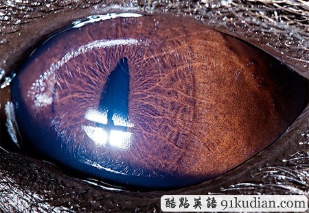 大千世界:邀你共賞動物雙眸的特寫照片