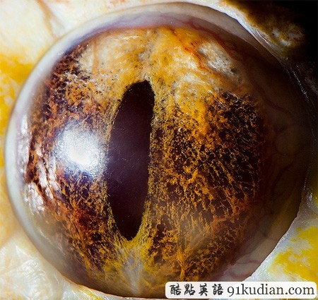 大千世界:邀你共賞動物雙眸的特寫照片