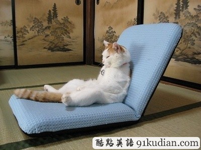 開心圖集:可愛小貓的賣萌表情(雙語組圖)