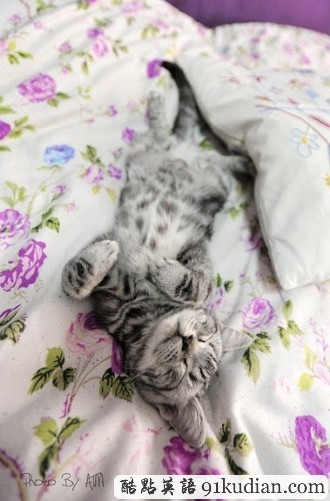 開心圖集:可愛小貓的賣萌表情(雙語組圖)