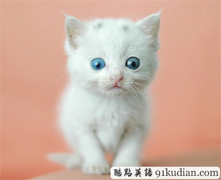 開心圖集:可愛小貓的賣萌表情(雙語組圖)