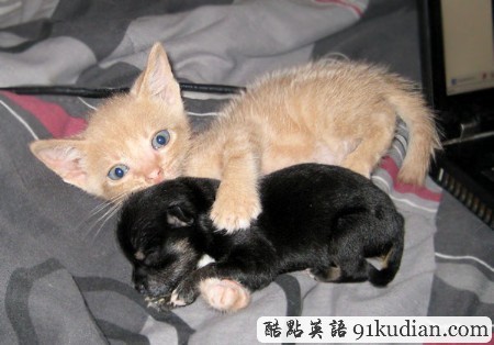 開心圖集:可愛小貓的賣萌表情(雙語組圖)