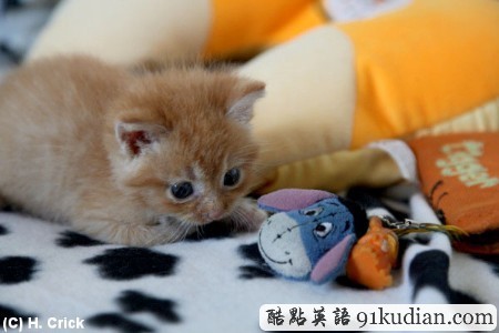 開心圖集:可愛小貓的賣萌表情(雙語組圖)