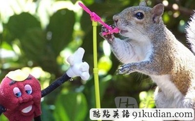 趣圖妙語:松鼠兄弟的超萌造型