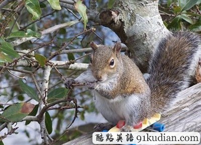 趣圖妙語:松鼠兄弟的超萌造型