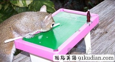 趣圖妙語:松鼠兄弟的超萌造型