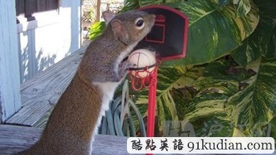 趣圖妙語:松鼠兄弟的超萌造型