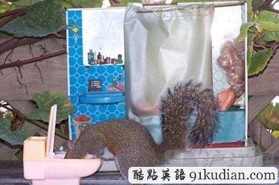 趣圖妙語(yǔ):松鼠兄弟的超萌造型