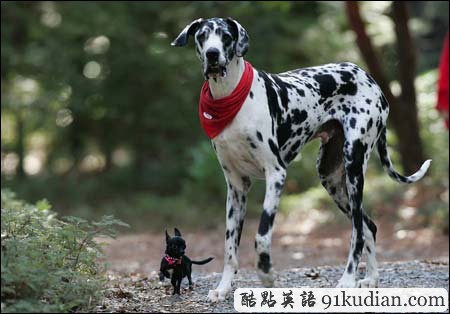 趣圖妙語:快來看啊~世界最高狗狗