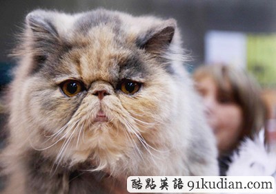 大千世界:比利時(shí)國際貓展