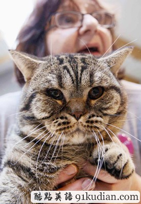 大千世界:比利時(shí)國(guó)際貓展