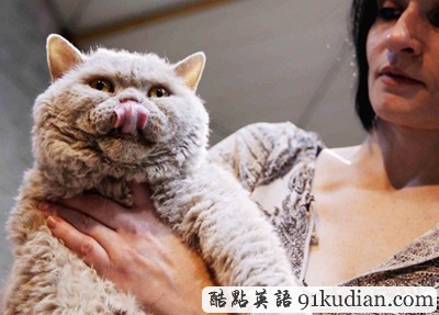 大千世界:比利時國際貓展