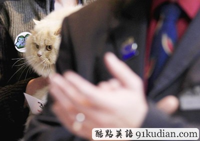 大千世界:比利時國際貓展