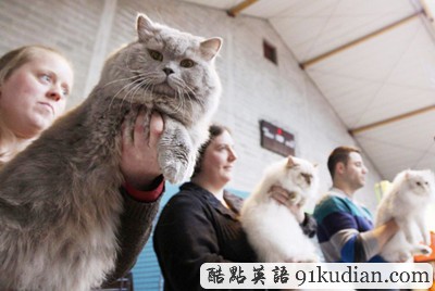 大千世界:比利時國際貓展