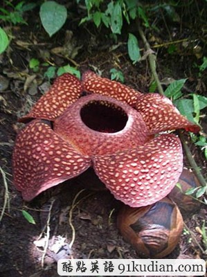 環(huán)球之旅:盤點(diǎn)馬來西亞旅游看點(diǎn)