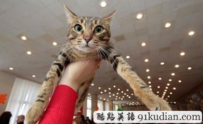 趣圖妙語(yǔ):烏克蘭貓展萌物大集合~