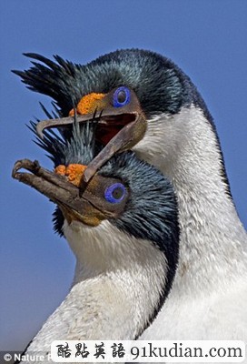 趣圖妙語:動物王國的戀戀情人節(jié)